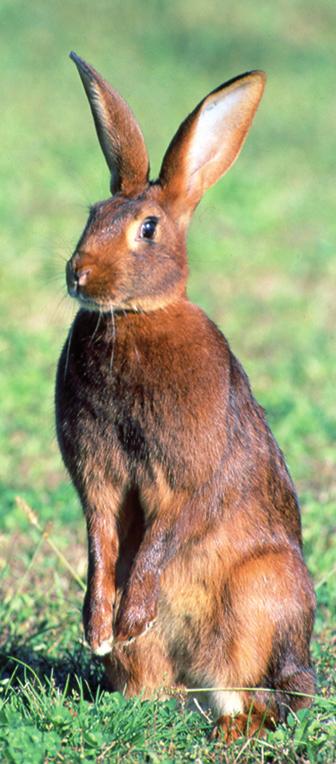 Lepre belga È un coniglio comunemente allevato nella nostra regione verso la metà del secolo scorso (Lucaroni 1953, Fracanzani 1963).