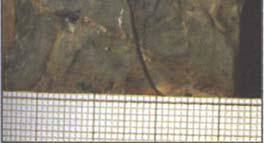 A sinistra: quattro diverse specie di Diatomee; al centro: due specie di Radiolari; a destra: