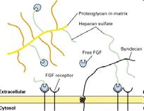 Modulazione dell attività del Fibroblast growth Factor (FGF) da parte dei proteoglicani ad eparan solfato Il FGF libero non è in grado di legarsiairecettoridel FGF sulla membrana plasmatica.