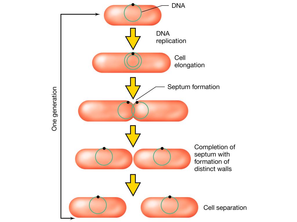 LA SCISSIONE BINARIA Prima della divisione la cellula microbica subisce un allungamento fino a 2 volte la sua lunghezza originaria DNA