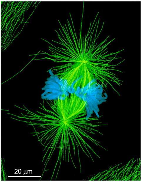 I microtubuli I microtubuli