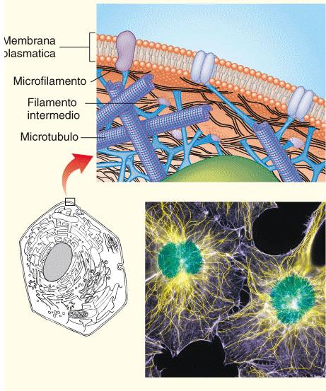 Il citoscheletro della cellula è un impalcaltura 3D dinamica