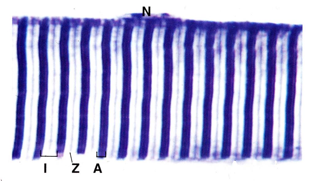 IL SARCOMERO bande scure dette BANDE A, quelle chiare BANDE I.
