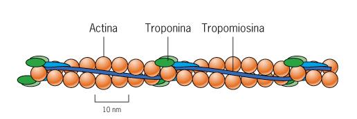 I FILAMENTI SOTTILI Sono costituiti da: 2 catene di F-ACTINA avvolte ad elica molecole di TROPOMIOSINA (proteina lineare) che maschera il sito attivo di legame per