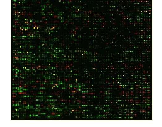 Esperimenti di Microarray Microarray Agilent 60-mer Whole Human Genome, 41.