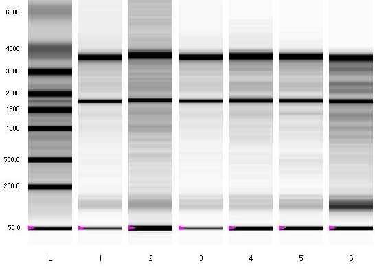 RNA M Pt1 Pt2