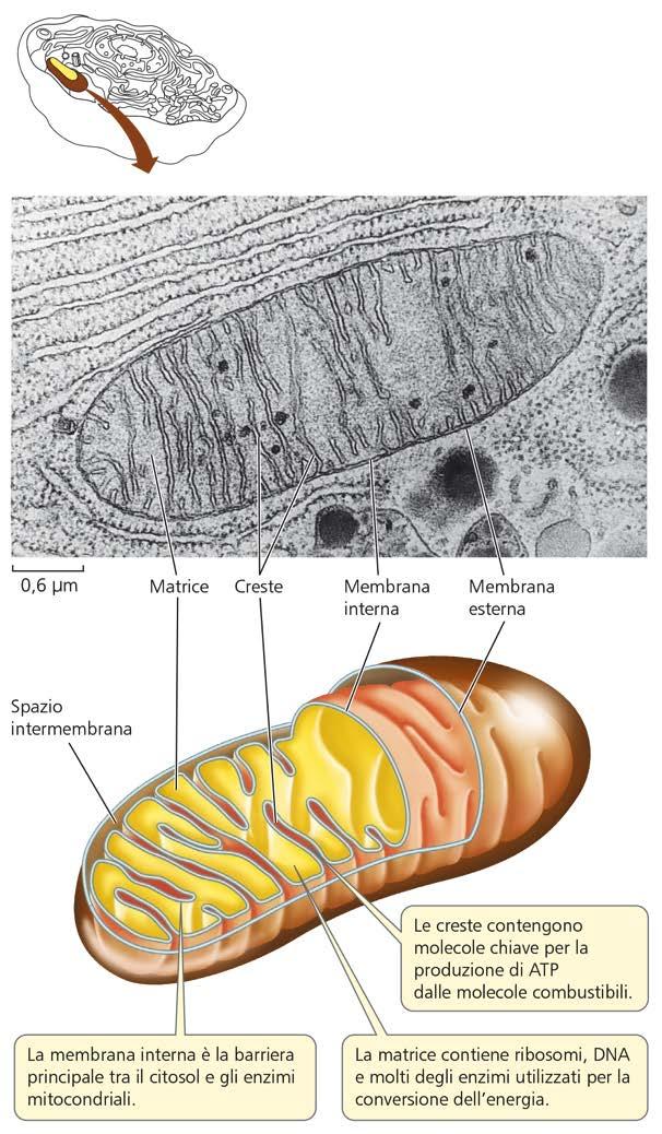 DIVISIONE di mitocondri