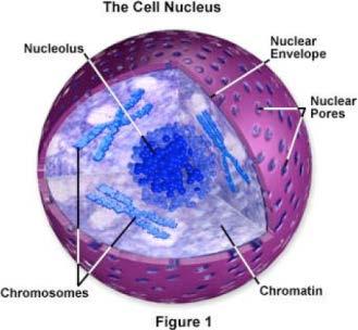 che in corrispondenza dei pori il versante nucleare dell involucro è delimitato da una LAMINA NUCLEARE Nel nucleo il DNA è organizzato in unità discrete (CROMOSOMI);