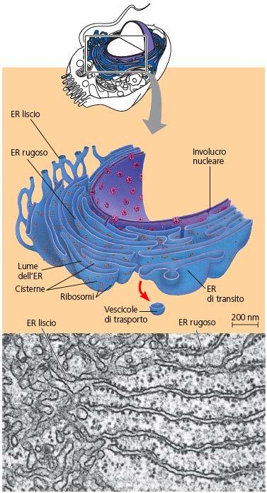 RETICOLO ENDOPLASMATICO Rete di membrane a struttura lipoproteica che formano cavità (cisterne) in cui si accumulano