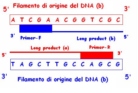 III step: extension Attivazione della Taq Polimerasi, allungamento dei frammenti di DNA.