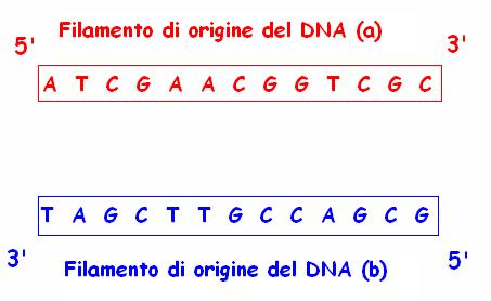 Frammento di DNA denaturato: apertura della doppia