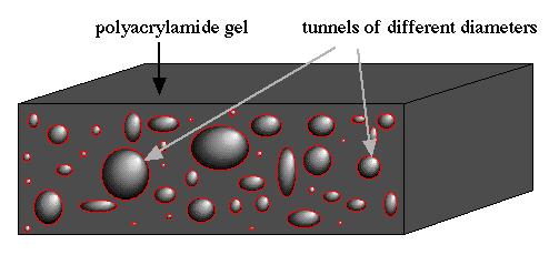 GEL DI POLIACRILAMMIDE Porosità del gel: dipende dalla concentrazione di acrilamide e metilenbisacrilamide.