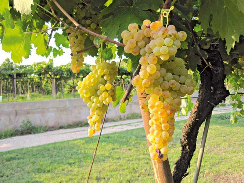 saranno messi a confronto con Trebbiano e Passerina per quanto riguarda aspetti agronomici ed enologici; La sperimentazione avrà una durata di almeno