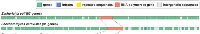 Confronto della densita genica in cromosomi di organismi differenti