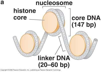 Nucleosomi Rosso = H2A Giallo = H2B