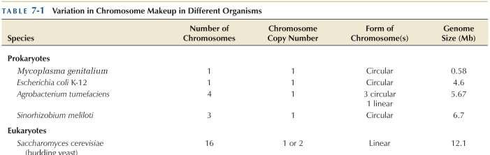 Variazioni delle caratteristiche dei cromosomi in organismi differenti I cromosomi possono essere lineari o circolari.