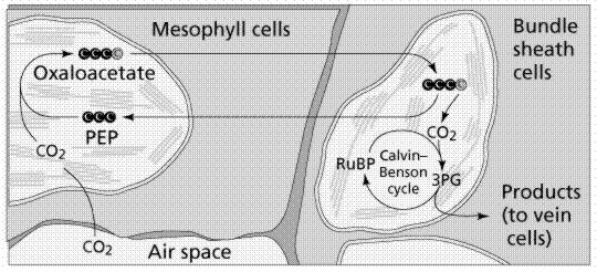 Shuttling di CO 2 Nelle membrane tilacoidali dei cloroplasti delle cellule della guaina del fascio non troviamo grana ( mancanza di PS) ma troviamo: cit b6 -f, PS, ATP sintasi.