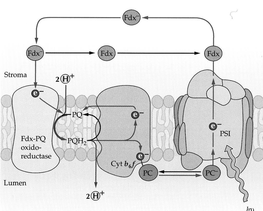Trasporto ciclico di elettroni Energetica della fotosintesi C4: per ogni C fissato / ridotto in zuccheri occorrono: 5 ATP + 2 NADPH (C 4 ) 3 ATP + 2 NADPH (C 3 ) La fissazione di HCO 3- è la reazione