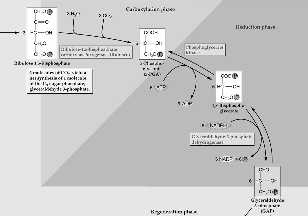 Coordinazione metabolica: Regolazione dell attività