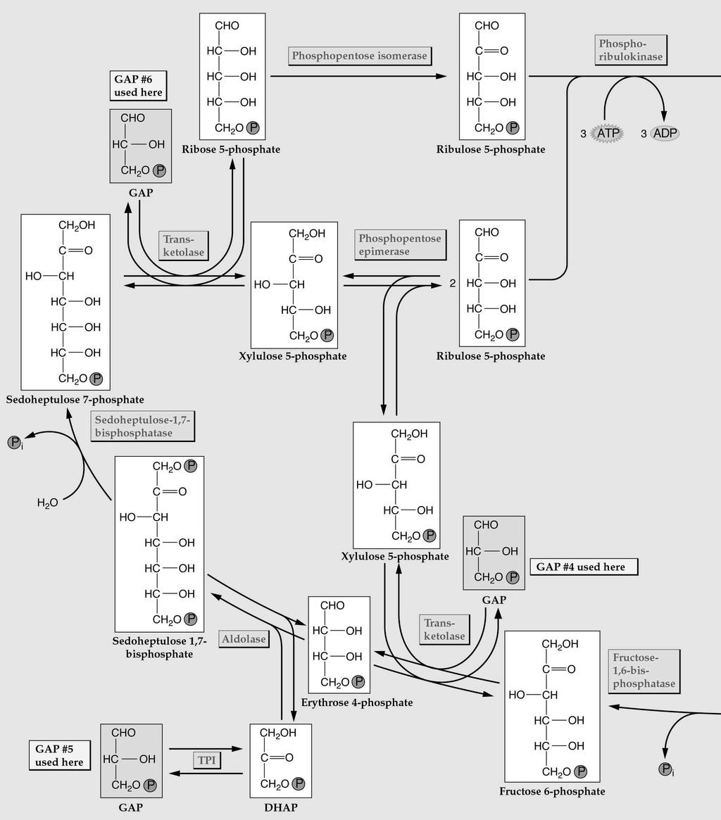 fruttosio- 6-fosfato ribulosio-5-fosfato ribosio-5-fosfato ribulosio-1,5-bisfosfato gliceraldeide-