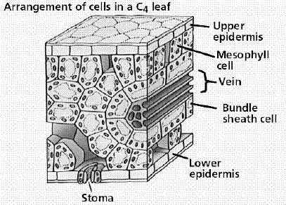 metabolica (attraverso i