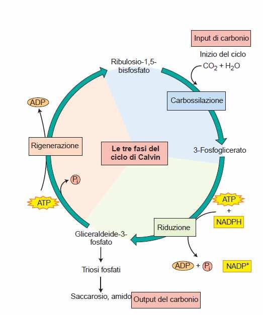 Gli enzimi del ciclo di Calvin sono proteine