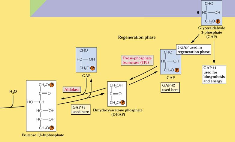 RIGENERAZIONE 3 CO 2 1 mol di DA 3-P si combina con una terza