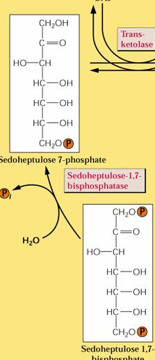 Il sedoeptuloso 1,7 bisfosfato viene