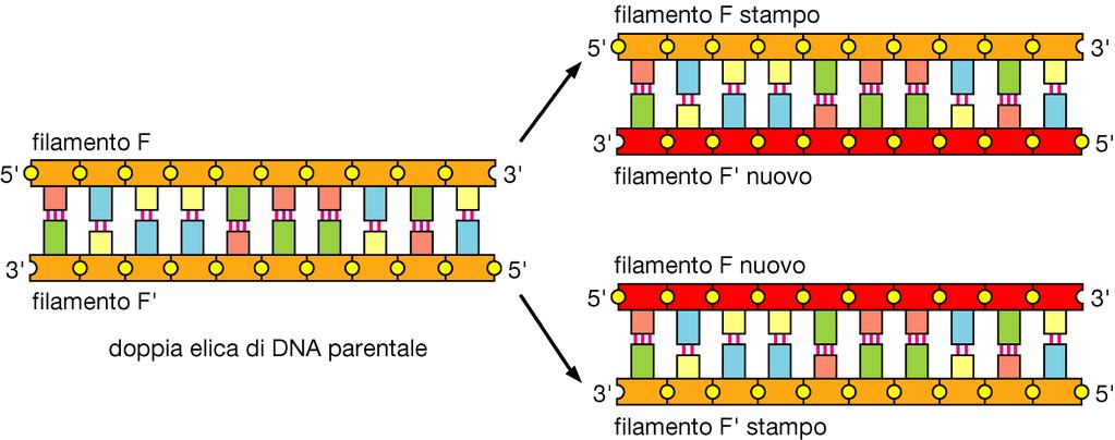 La replicazione semiconservativa del DNA Ogni filamento di DNA contiene una sequenza nucleotidica