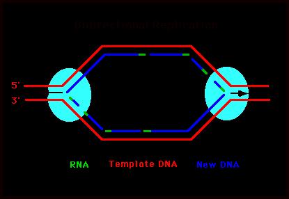 Forcella di replicazione Replicazione Bidirezionale RNA DNA stampo nuovo DNA Sul DNA che si replica si distinguono delle biforcazioni a Y