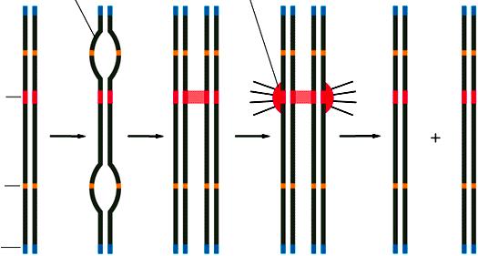 3. Presenza dei Telomeri Sono sequenze di DNA alle estremità dei cromosomi e consistono in sequenze ripetute di DNA a semplice sequenza.