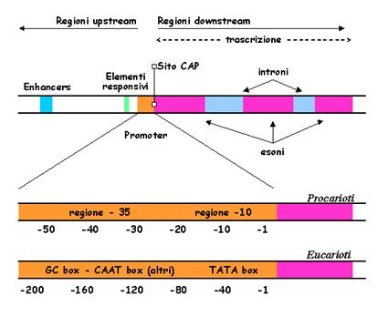 Differenze tra procarioti ed eucarioti: Promotore eucariotico Le sequenze più comuni nei promotori eucariotici sono le seguenti: TATA box si trova a 25-30 e assomiglia all elemento 10 dei procarioti