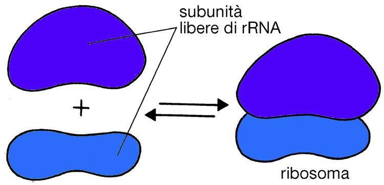 Ribosomi La traduzione avviene nei ribosomi. I ribosomi sono costituiti da due subunità (una grande ed una piccola), ciascuna formata da proteine e rrna (RNA ribosomiale).