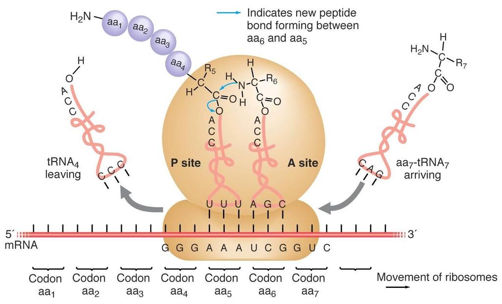 La traduzione: il processo di sintesi proteica La molecola di mrna trascritta dal DNA è più lunga del vero e proprio messaggio da tradurre e sequenze di nucleotidi presenti alle due estremità del