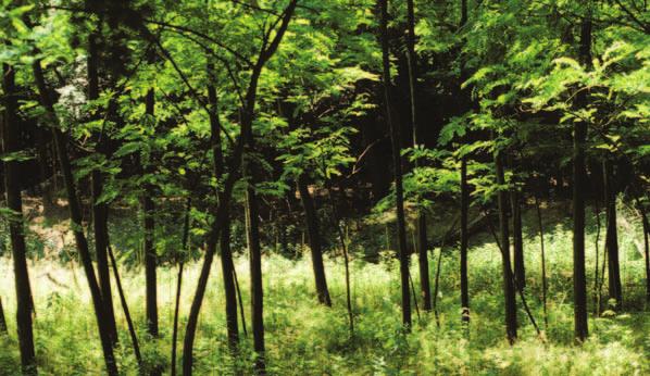 Lo scrigno verde Codice attività: BN29 Sveliamo i segreti di un bosco antico più di mille anni, per imparare a conoscere, amare e rispettare il più maestoso degli alberi come il più piccolo degli