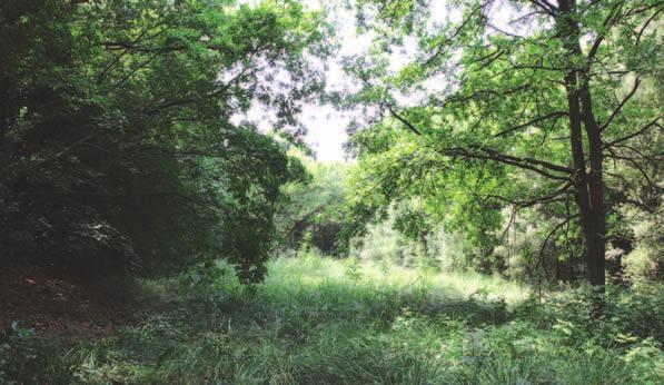 Quante piante nel Bosco! Codice attività: BN30 Le piante sono l elemento caratterizzante di ogni bosco. Sono la prima componente che affiora nella mente se si pensa ad esso.