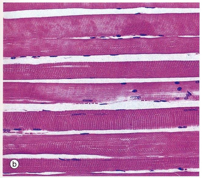 mononucleati, citologicamente parlando sono quindi sincizi strutturali, hanno forma cilindrica o poliedrica con le