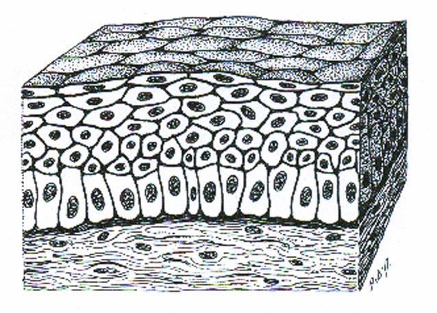 EPITELI DI RIVESTIMENTO: Classificazione In base alla forma delle cellule gli