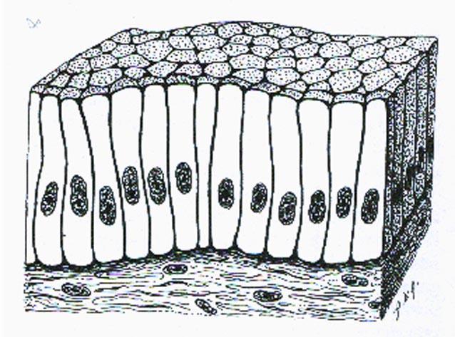 strati cellulari gli epiteli di rivestimento possono essere distinti in: