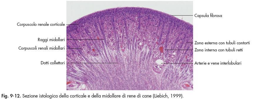 Negli organi pieni o parenchimatosi si descrivono due componenti: STROMA: rappresenta l impalcatura connettivale dell organo.