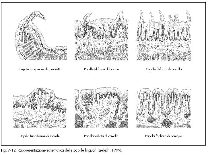 Lingua: organo muscolomembranoso in cui si