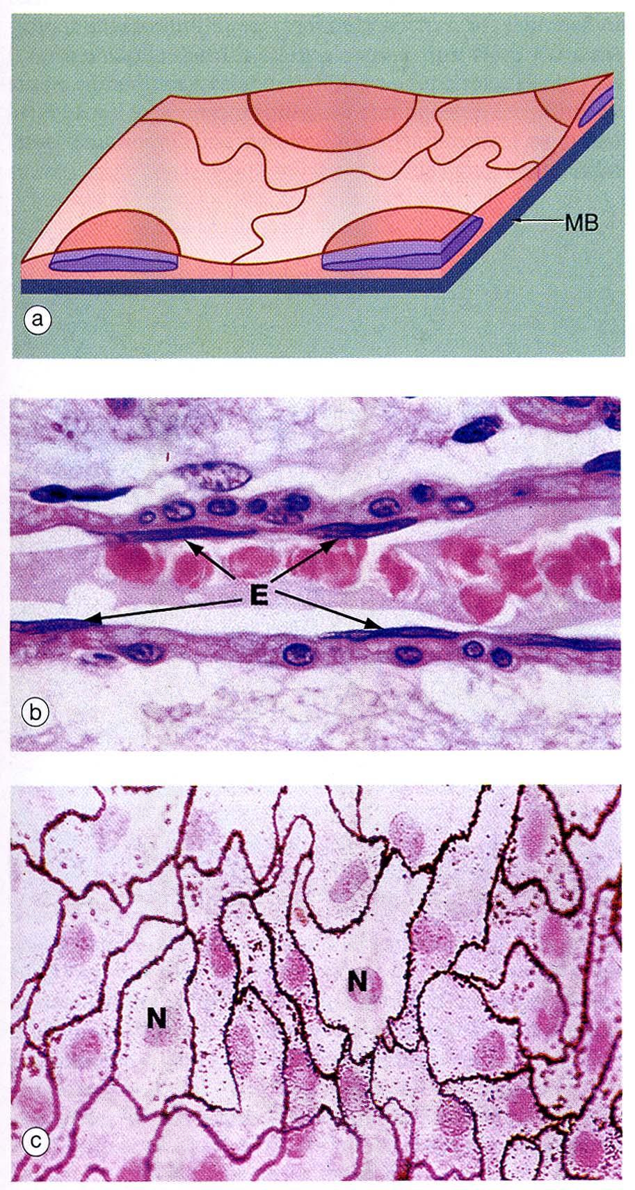 EPITELI PAVIMENTOSI SEMPLICI Si presentano in sezione trasversale formati da cellule poligonali a 4-7 lati strettamente interdigitate che in sezione longitudinale appaiono fusate con la parte