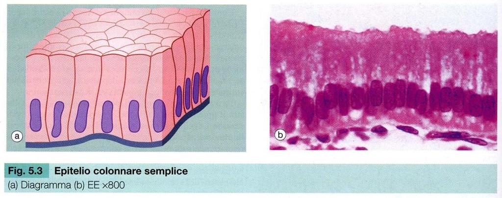 Alcune cellule cilindriche possono trasformarsi in cellule caliciformi mucipare con funzione secernente.