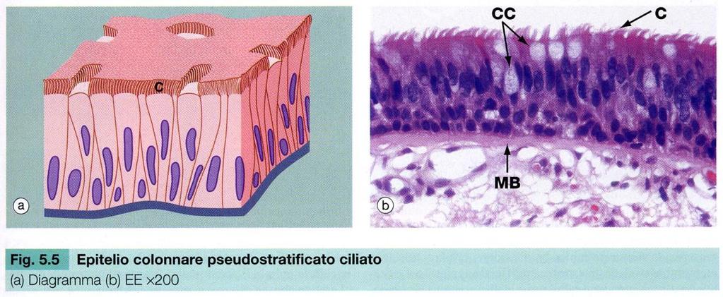 EPITELI CILINDRICI PSEUDOSTRATIFICATI O PLURISERIATI Hanno nuclei a diversa altezza essendo localizzati nelle parti più dilatate delle cellule.