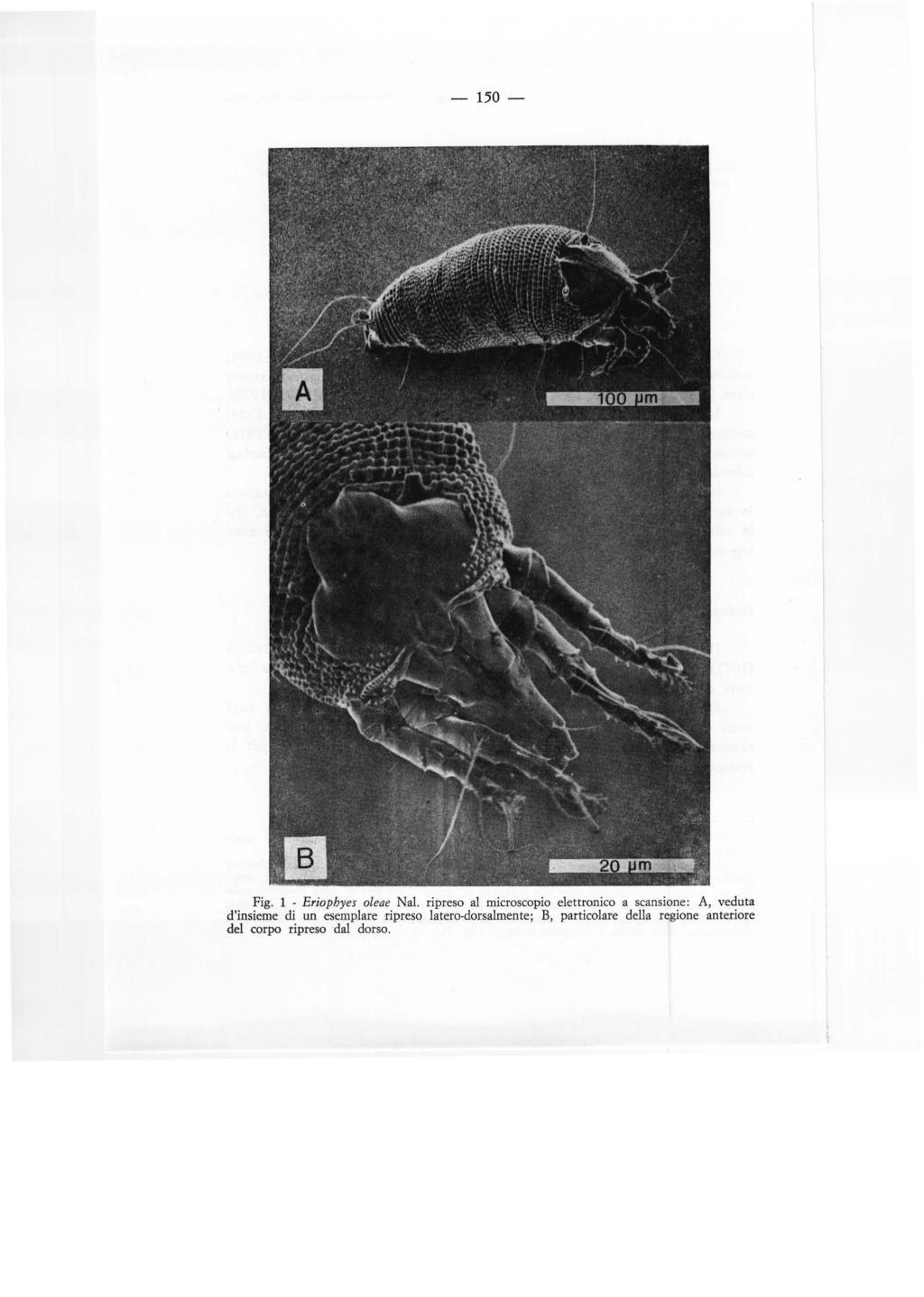 -150- Fig. l - Eriophyes oleae Nal.