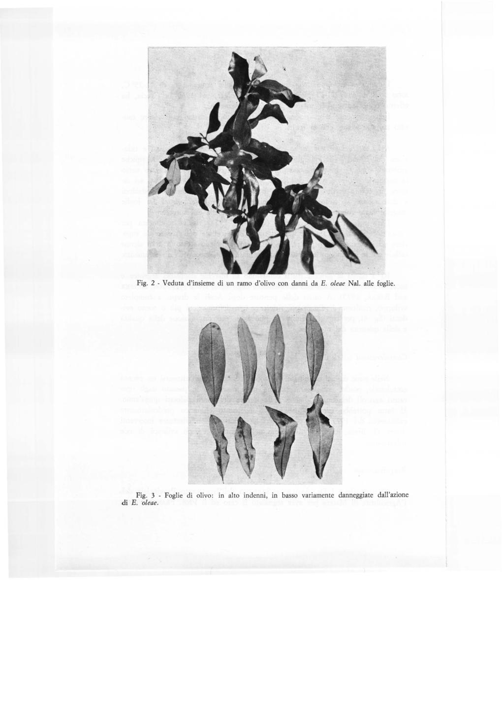 Fig. 2 - Veduta d'insieme di un ramo d'olivo con danni da E. oleae Nal. alle foglie. Fig.