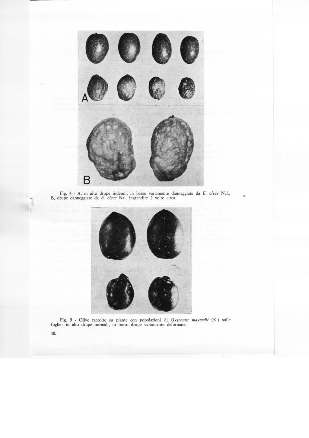 Fig. 4 - A, in alto drupe indenni, in basso variamente danneggiate da E. oleae Nal. ; B, drupe danneggiate da E. oleae Nal. ingrandite 2 volte circa.