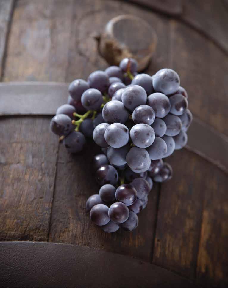 IO SONO NOI SIAMO È la condivisione il principio fondante della Cantina di Ruvo di Puglia, nata nel 1960 per merito di un gruppo di viticoltori che decidono di anteporre all io il valore del Noi.