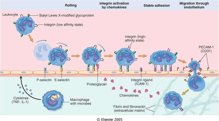 Marginazione, rolling, adesione, e migrazione attraverso la parete vascolare L agente responsabile del danno e/o il danno stesso stimolano alcune cellule presenti nella zona di lesione (per es.