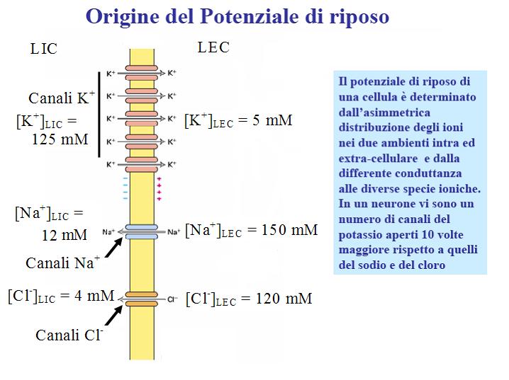 Gli ioni contribuiscono in maniera diversa al potenziale di membrana di una cellula a riposo.